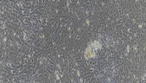 大鼠原代心房心肌细胞