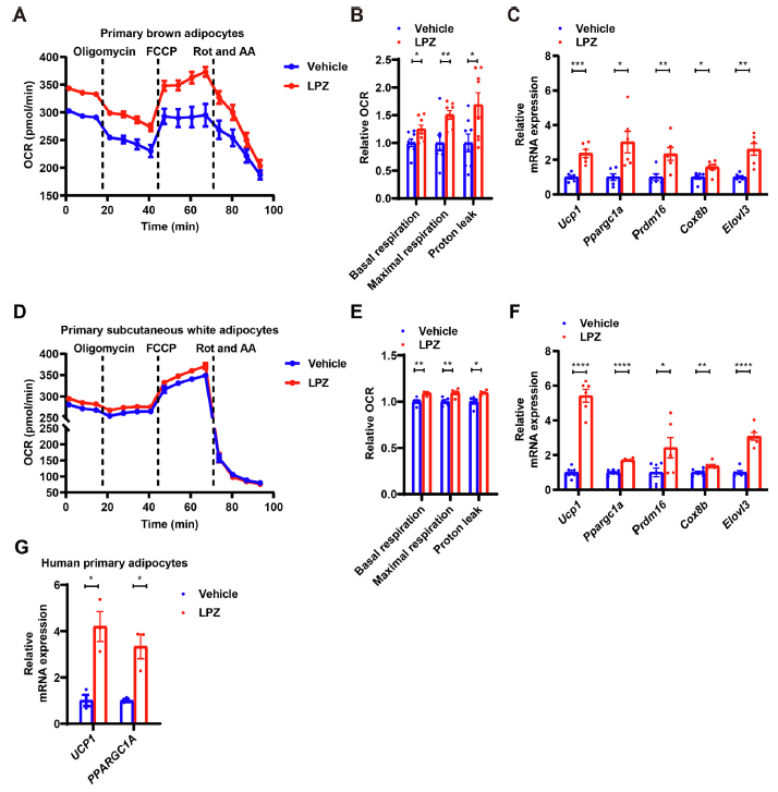 【文献解读】老药新用:兰索拉唑通过抑制PHOSPHO1改善代谢综合征的研究