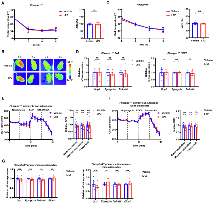 【文献解读】老药新用:兰索拉唑通过抑制PHOSPHO1改善代谢综合征的研究