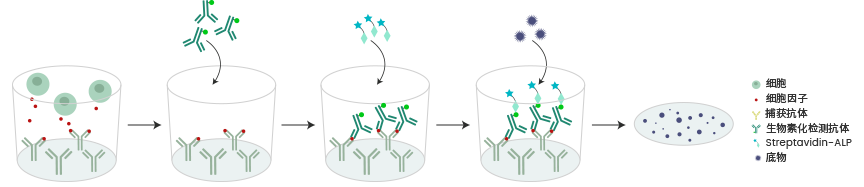 ELISpot试剂盒验证数据及常见问题QA