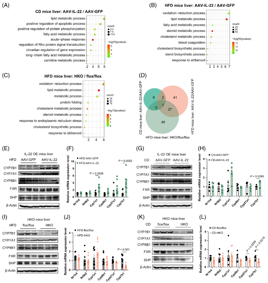 【AAV在肝脏疾病中的应用】上海交大医学院胡承/陆炎研究员团队揭示肝脏IL22RA1通过氧化甾醇3βHCA调控肝脂肪变性的机制