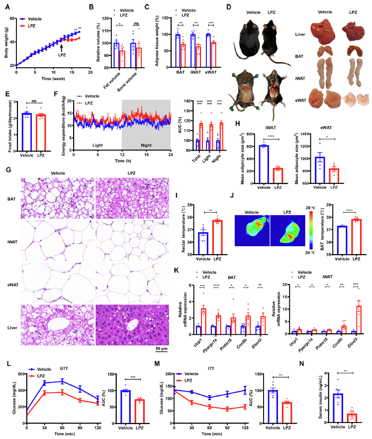 【文献解读】老药新用:兰索拉唑通过抑制PHOSPHO1改善代谢综合征的研究