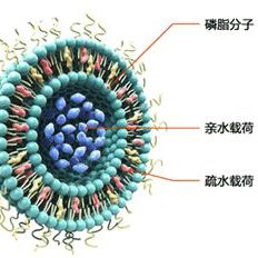 iRGD肽修饰脂质体共载吲哚菁绿（ICG）与阿霉素（DOX）的荧光成像引导光热-化疗联合治疗
