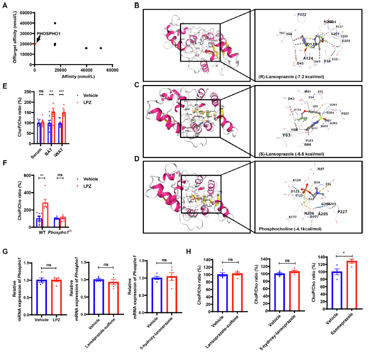 【文献解读】老药新用:兰索拉唑通过抑制PHOSPHO1改善代谢综合征的研究