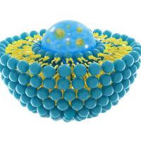 NGR肽介导CD13受体靶向的阿霉素脂质体用于增强肿瘤深部穿透和细胞内在化