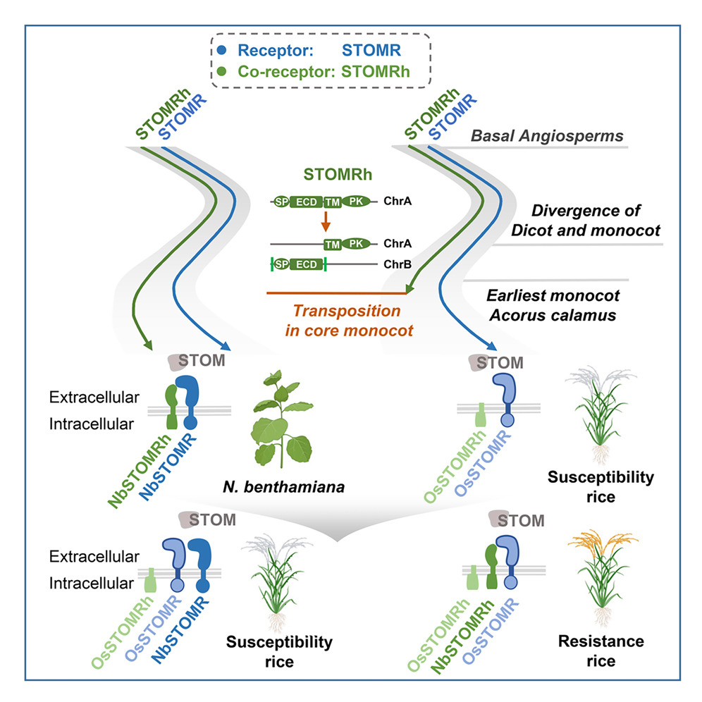 BMG LABTECH多功能酶标仪文献分享,南京农大江苏农科院科研团队发表在Cell Host &amp; Microbe 上Fungal resistance in rice is restored by interfamily transfer of an evolutionarily lost co-receptor报告
