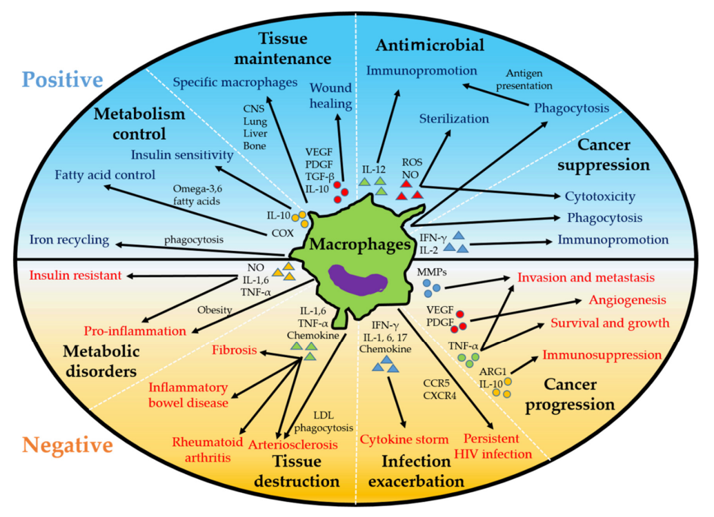 巨噬细胞研究前沿:从微环境调控到疾病治疗新策略