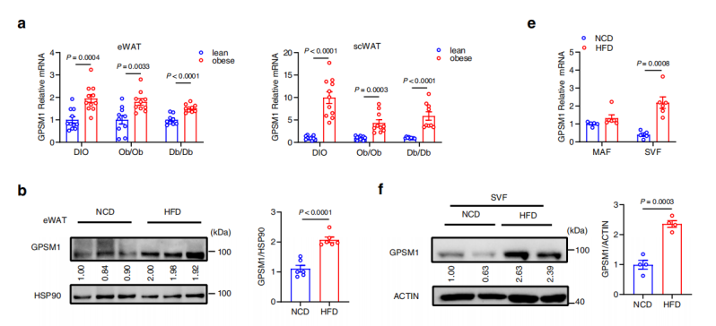 [IF 28+15]机制研究+靶点验证，研究套路在手，优质期刊随你挑！两篇高分文章教你怎么用！