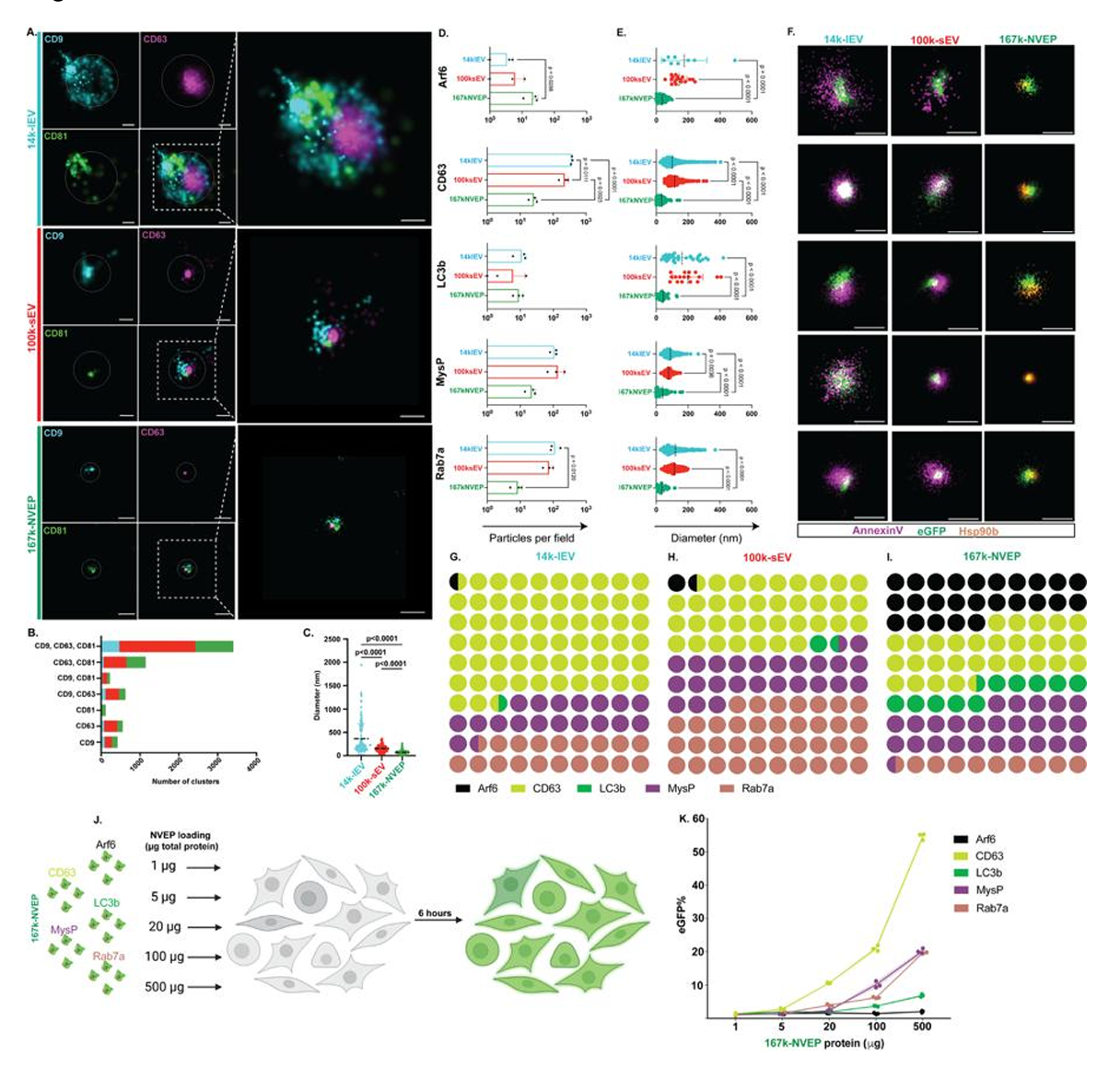 ApogeeFlow纳米流式仪文章分享,匈牙利科研团队发表Cholesteryl esters and high protein-to-lipid ratios distinguish Non-Vesicular Extracellular Particles from Extracellular Vesicles报告