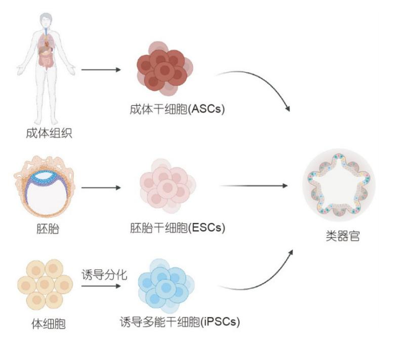 超越传统模型:类器官在疾病研究、药物筛选与个性化治疗中的全景应用