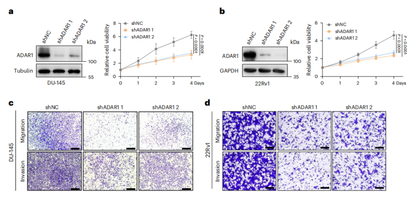 [IF 28+15]机制研究+靶点验证，研究套路在手，优质期刊随你挑！两篇高分文章教你怎么用！