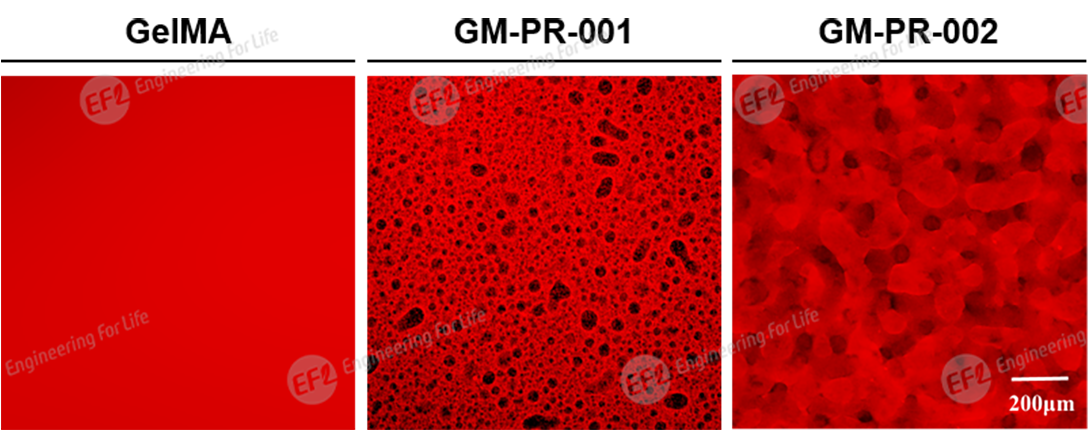 多孔甲基丙烯酰化明胶(多孔GelMA) 多孔甲基丙烯酰化明胶(多孔GelMA)
