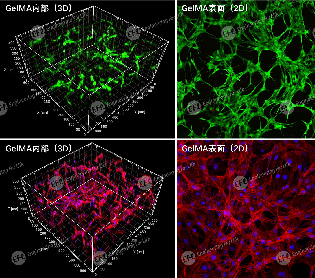 甲基丙烯酰化明胶(GelMA) 甲基丙烯酰化明胶(GelMA)