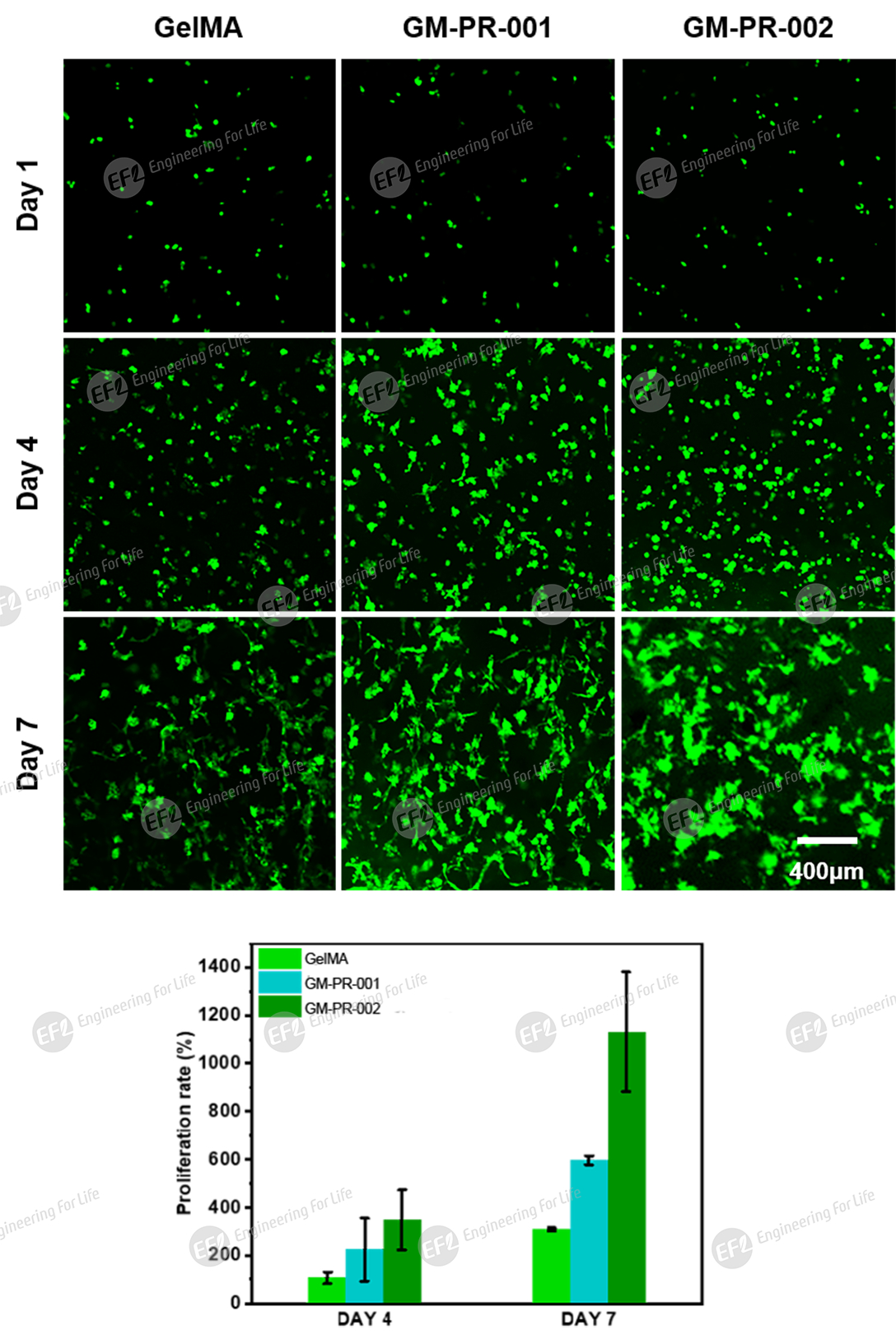 多孔甲基丙烯酰化明胶(多孔GelMA) 多孔甲基丙烯酰化明胶(多孔GelMA)