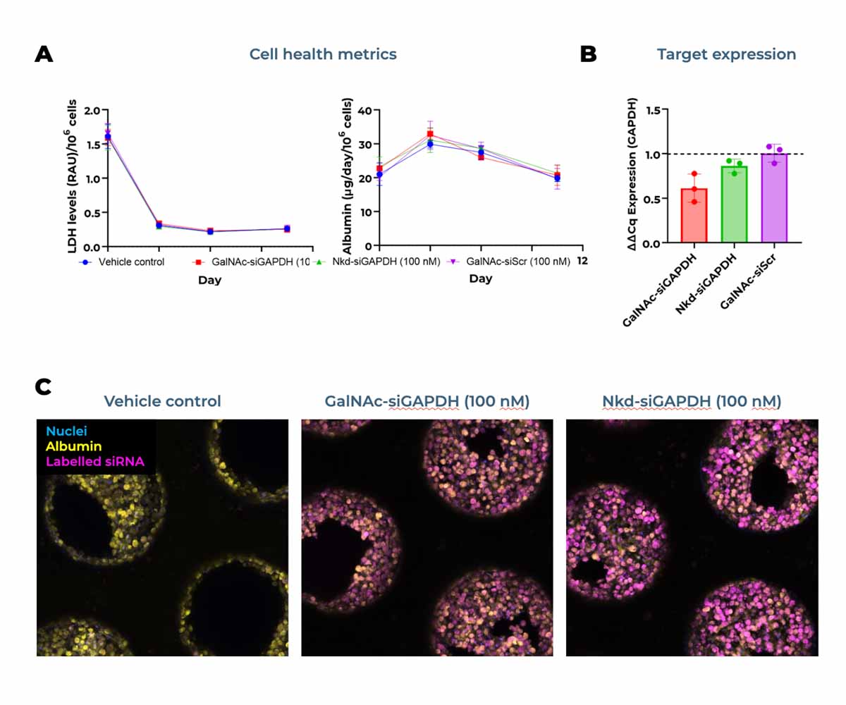 评估GalNAc偶联siRNA和ASO与非偶联同类药物效果