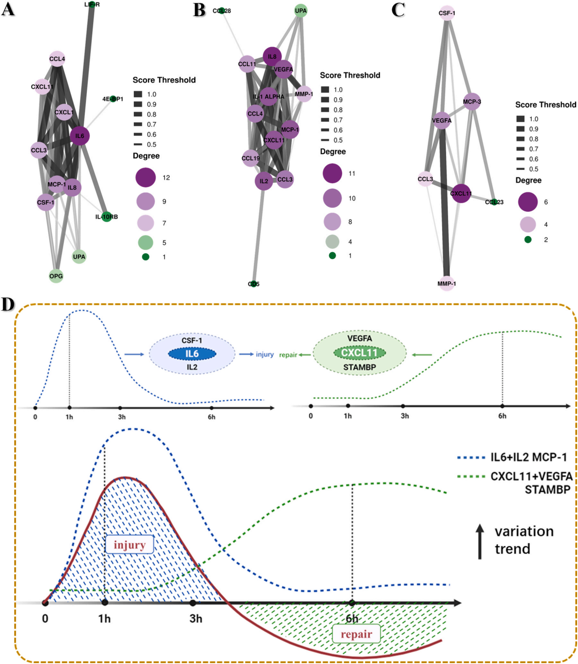 微波辐射诱导iPSC-CMs中NF-κB介导的自主炎症反应的时间研究