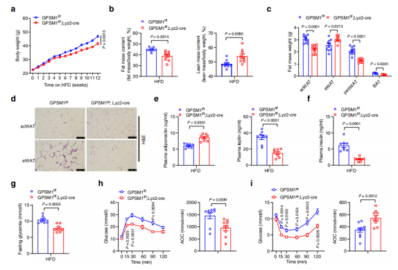 [IF 28+15]机制研究+靶点验证，研究套路在手，优质期刊随你挑！两篇高分文章教你怎么用！