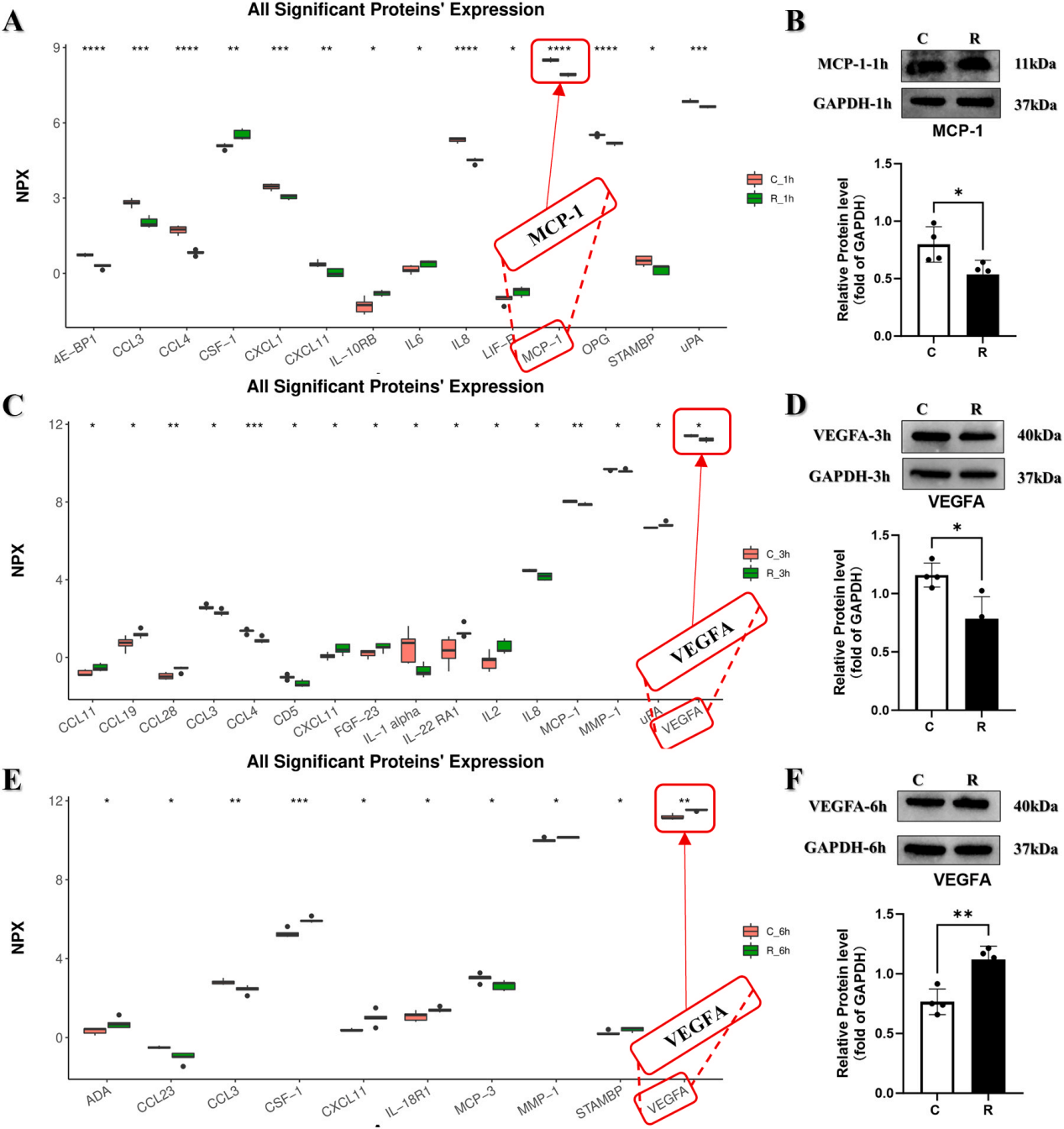 微波辐射诱导iPSC-CMs中NF-κB介导的自主炎症反应的时间研究