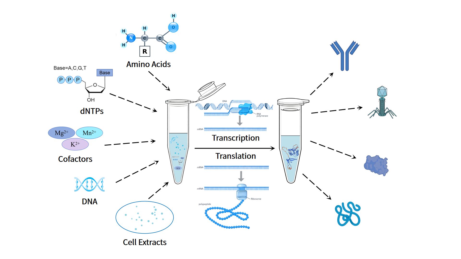 技术上新｜卡梅德推出“无细胞蛋白表达服务”，助力药物研发与合成生物学研究！