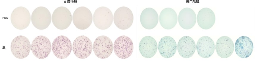 ELISpot试剂盒验证数据及常见问题QA