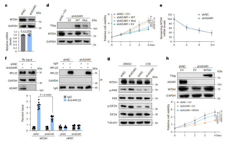 [IF 28+15]机制研究+靶点验证，研究套路在手，优质期刊随你挑！两篇高分文章教你怎么用！