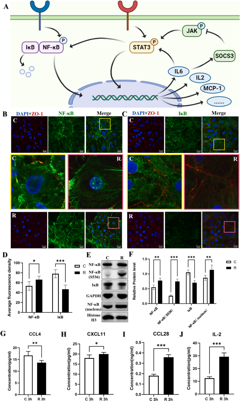 微波辐射诱导iPSC-CMs中NF-κB介导的自主炎症反应的时间研究