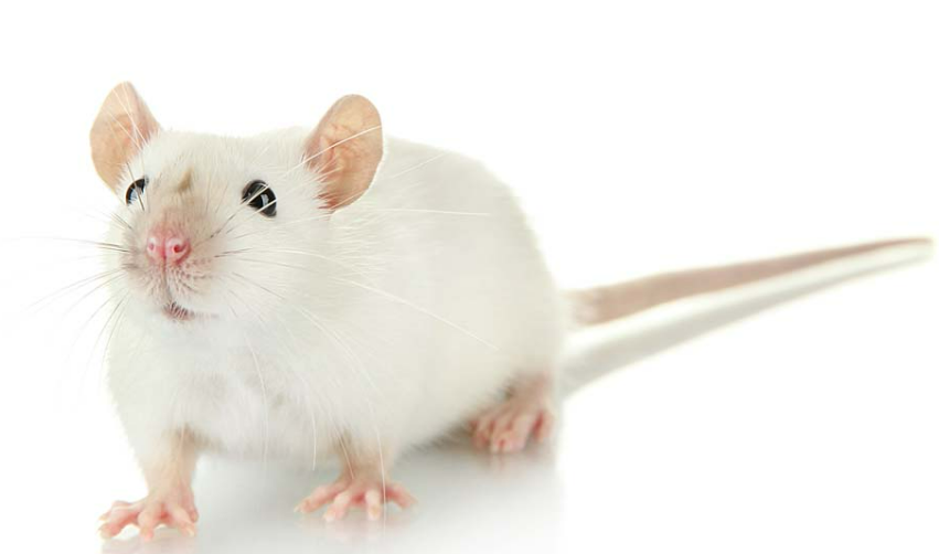 国内首家!IPHASE SD大鼠皮肤S9助力药物代谢研究