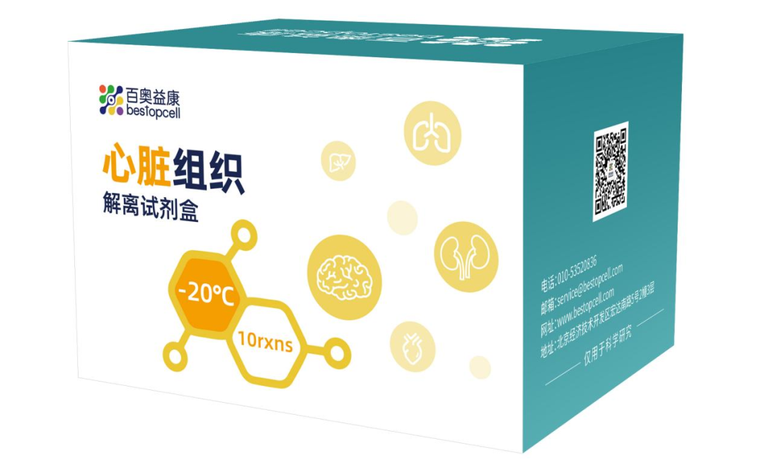实验秘诀 | 百奥益康心脏解离试剂盒使用攻略及注意事项