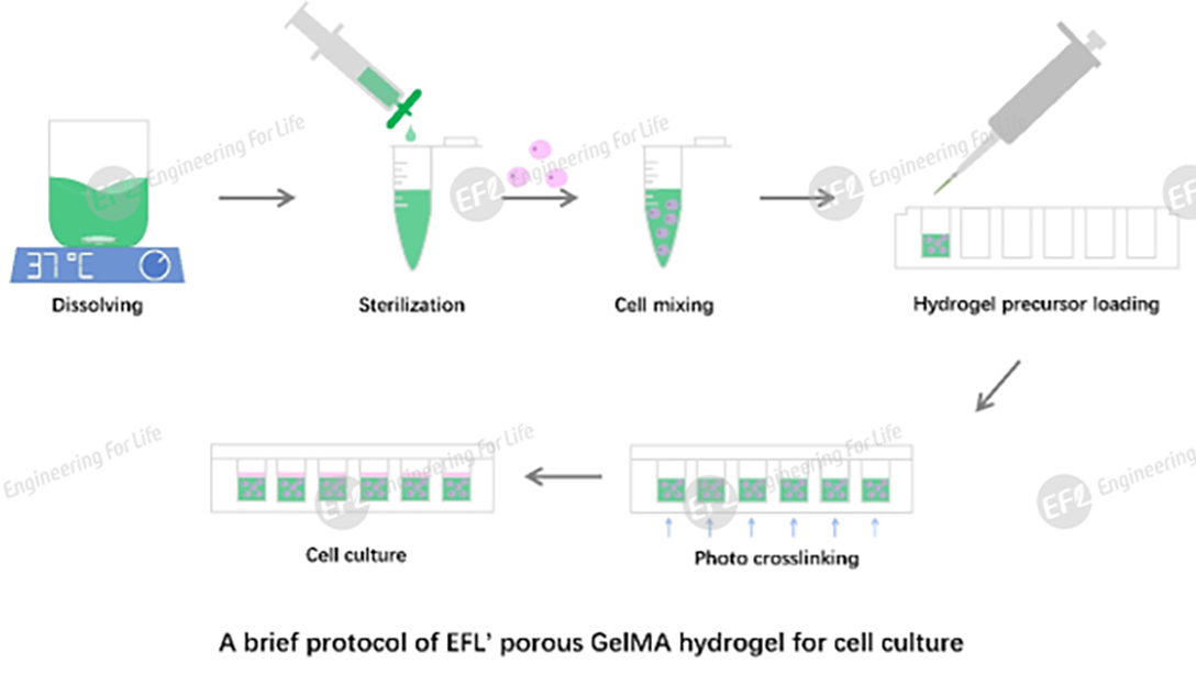 多孔甲基丙烯酰化明胶(多孔GelMA) 多孔甲基丙烯酰化明胶(多孔GelMA)