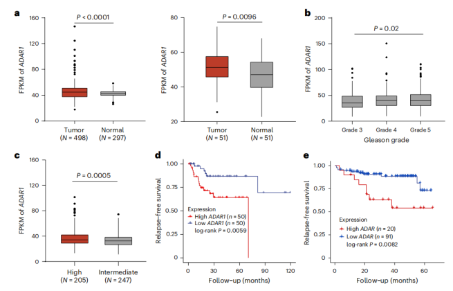 [IF 28+15]机制研究+靶点验证，研究套路在手，优质期刊随你挑！两篇高分文章教你怎么用！
