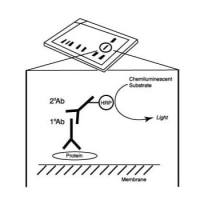 Anti-rabbit IgG HRP-linked Antibody