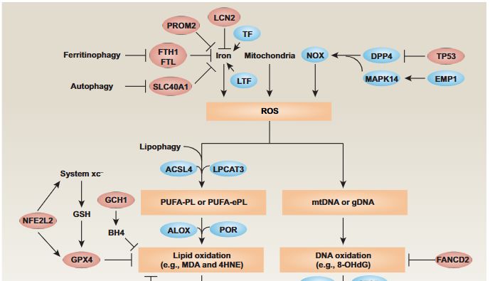 铁死亡信号通路：核心机制与研究策略全景解析