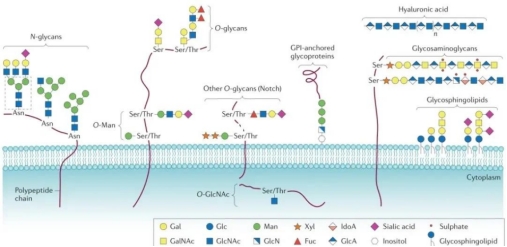 糖基化分析在生物制药中的应用