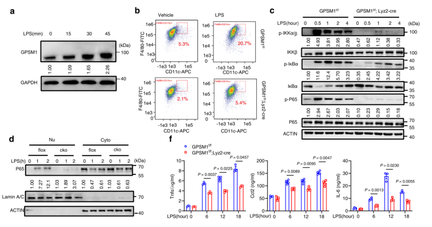 [IF 28+15]机制研究+靶点验证，研究套路在手，优质期刊随你挑！两篇高分文章教你怎么用！