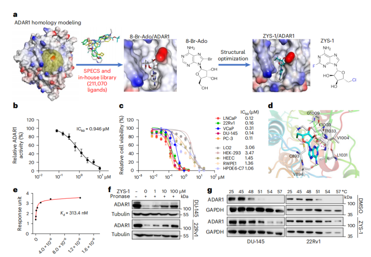 [IF 28+15]机制研究+靶点验证，研究套路在手，优质期刊随你挑！两篇高分文章教你怎么用！