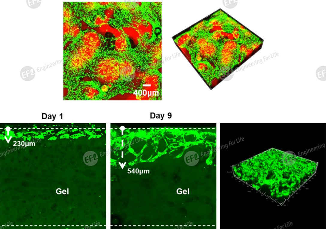 多孔甲基丙烯酰化明胶(多孔GelMA) 多孔甲基丙烯酰化明胶(多孔GelMA)