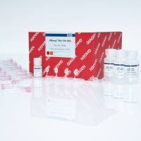 RNeasy Mini Kit (50)