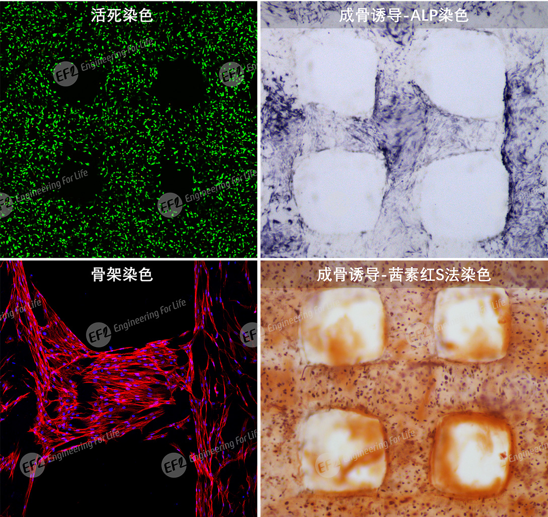 甲基丙烯酰化明胶(GelMA) 甲基丙烯酰化明胶(GelMA)
