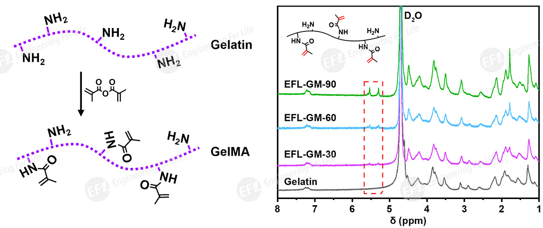 甲基丙烯酰化明胶(GelMA) 甲基丙烯酰化明胶(GelMA)