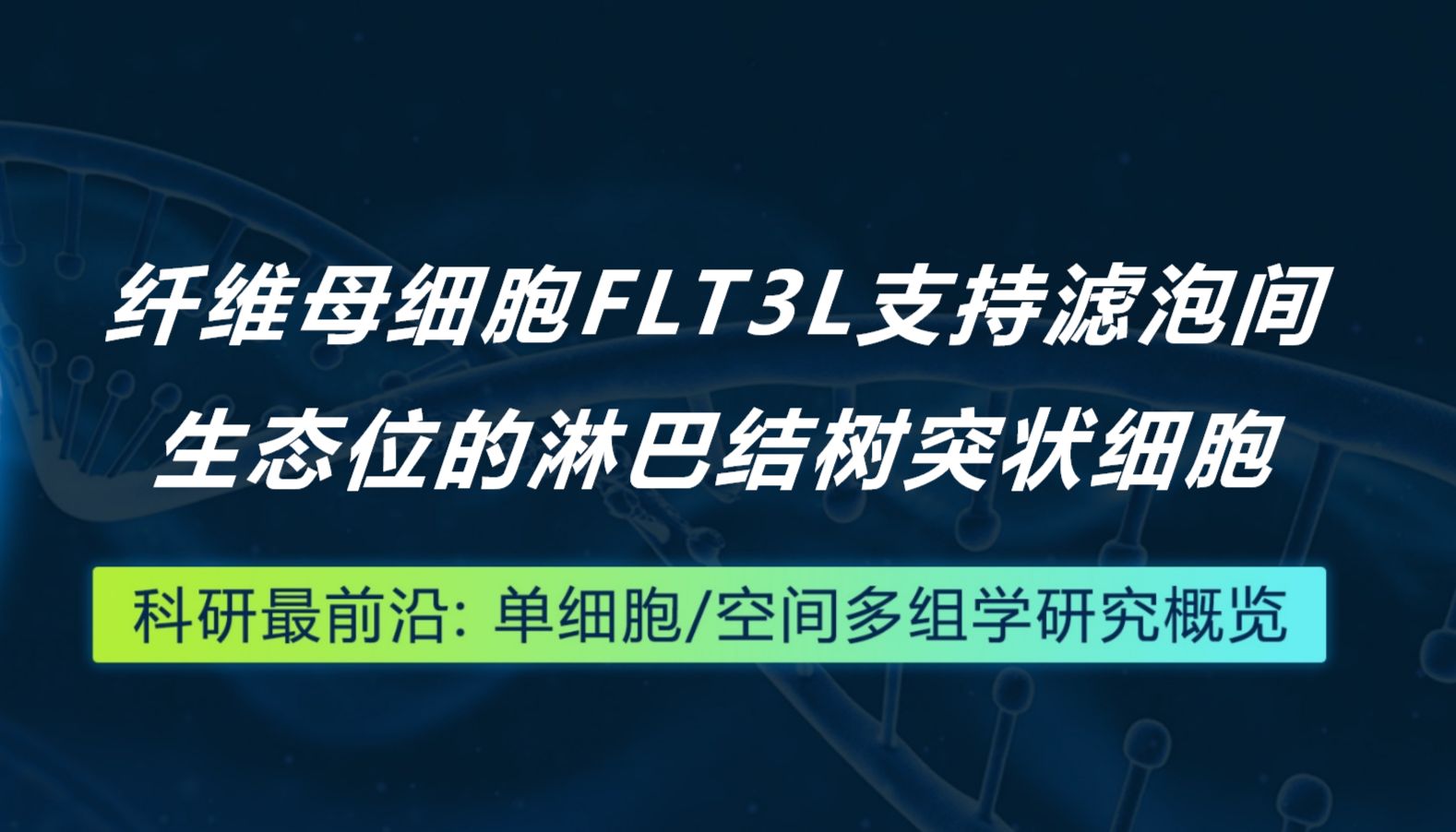 Nature Immunology丨纤维母细胞FLT3L支持滤泡间生态位的淋巴结树突状细胞