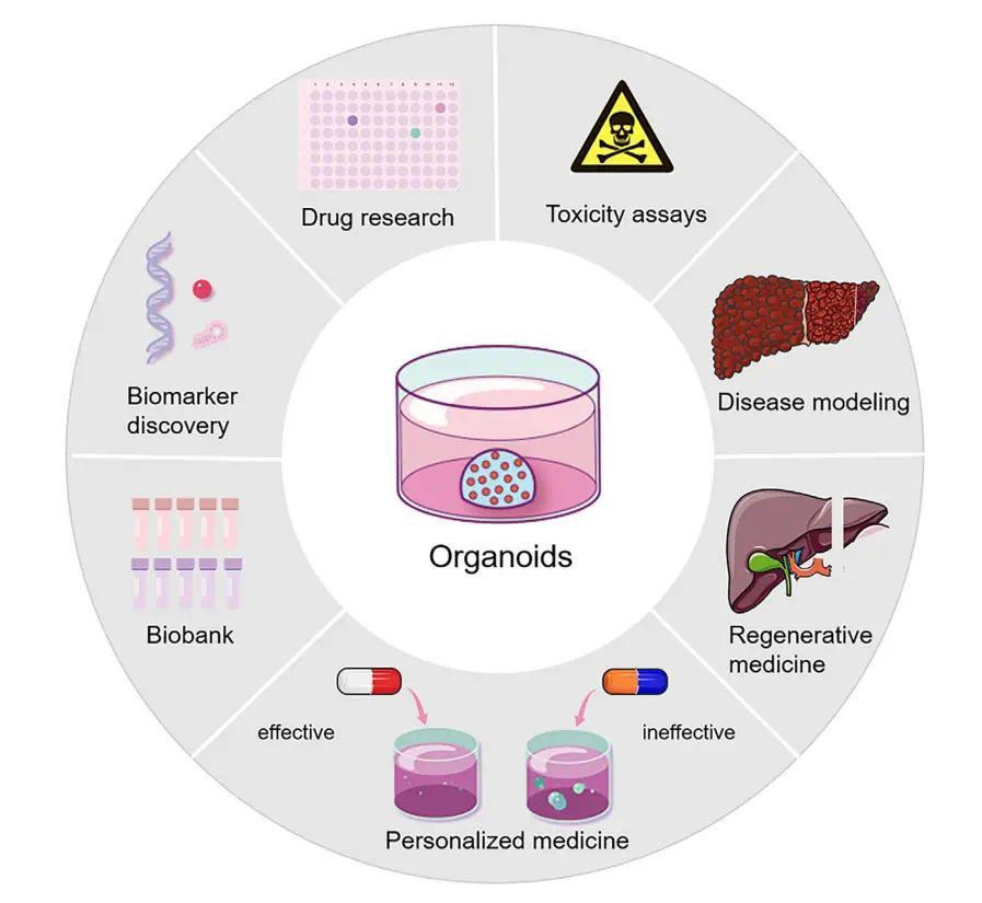 超越传统模型:类器官在疾病研究、药物筛选与个性化治疗中的全景应用