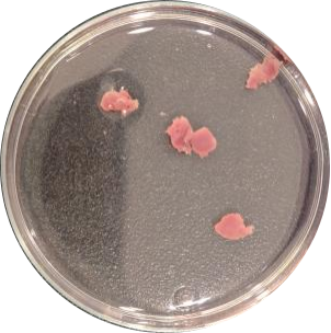 实验秘诀 | 百奥益康心脏解离试剂盒使用攻略及注意事项