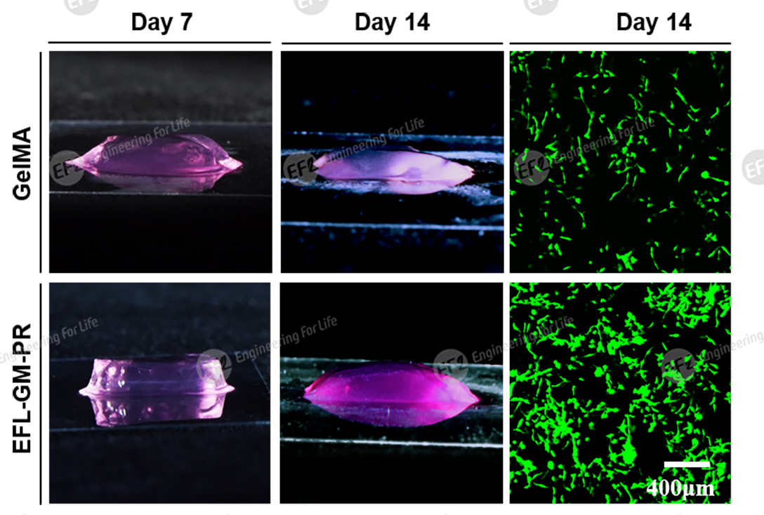 多孔甲基丙烯酰化明胶(多孔GelMA) 多孔甲基丙烯酰化明胶(多孔GelMA)
