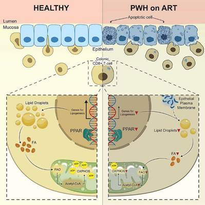 Cell | Tissue Cytometry 技术捕捉 HIV 肠道细胞互作,见证 CD8+T 细胞免疫代谢缺陷如何破坏肠屏障