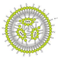MRI/荧光双模态可视化的 RGD肽修饰脂质体负载超顺磁性氧化铁纳米颗粒（SPIONs）成像系统