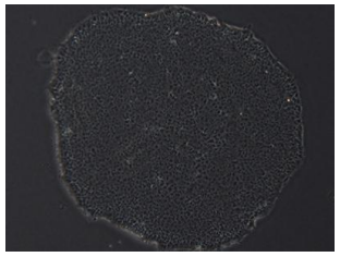hPSC诱导心脏类器官培养攻略