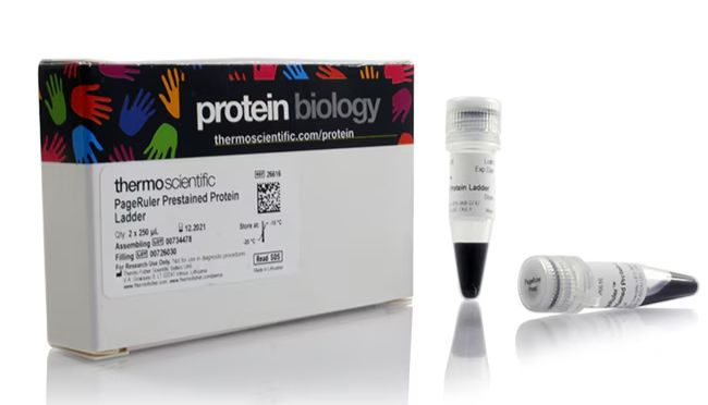 预染蛋白marker的常见问题与解决方案