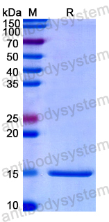 靶向GDF-15：肥胖、心血管代谢疾病与癌症的精准治疗新策略