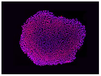 hPSC诱导心脏类器官培养攻略