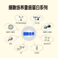 细胞培养重组蛋白现货促销中